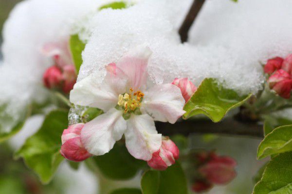 Erdbeeren und Kirschblüten wollen gut geschützt sein.