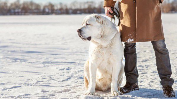 Der Hund soll am Sturz der Radfahrerin schuld sein.Shutterstock