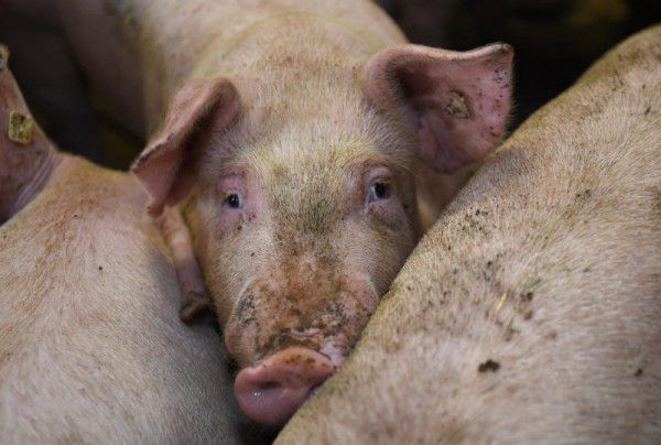 Der Schweineskandal war Thema in der Aktuellen Stunde.DPA, Hartinger
