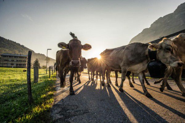 Die Abhängigkeit von der Vieh- und Milchwirtschaft zu verringern, sei sinnvoll, befand die Rechnungshofdirektorin. SAMS