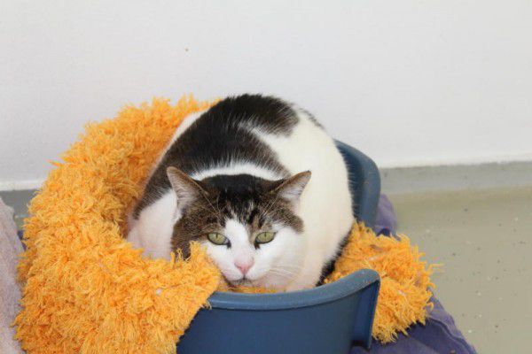 Kater Wickie benötigt spezielles Futter.