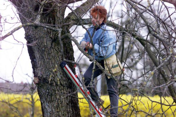 Frostfreie Tage sind gute Zeitpunkte, um Äste an den Bäumen im garten zurückzuschneiden. Privat