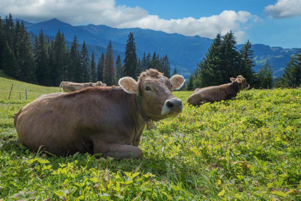 In Vorarlberg wurden zahlreiche Maßnahmen getroffen, um Übertragungen von Tuberkulose zwischen Rotwild und Weidevieh zu verhindern. symbolbild/ shutterstock