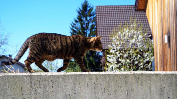 Anpassungsfähig, verschmust, aber auch launisch und heimlich ist die Katze. Der Stubentiger ist das beliebteste Haustier im deutschsprachigen Raum.Rubina Bergauer
