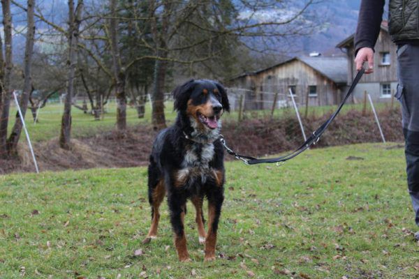 Arko ist ein freundlicher Hund und möchte bei einer Familie einziehen. Tierschutheim (3)