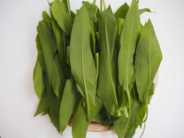 Bärlauchgenuss gehört zum Frühjahr. Vorsicht allerdings vor dessen giftigen „Nachbarn“.