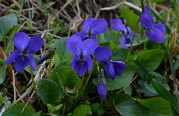 Duftveilchen (l.) und Pestwurzblüte (oben) sind durchaus für Frühlingspesto geeignet.