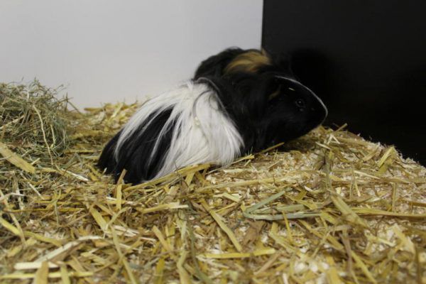 Mario und sein Kumpel Bruno suchen gemeinsam einen Platz. Tierschutheim (3)