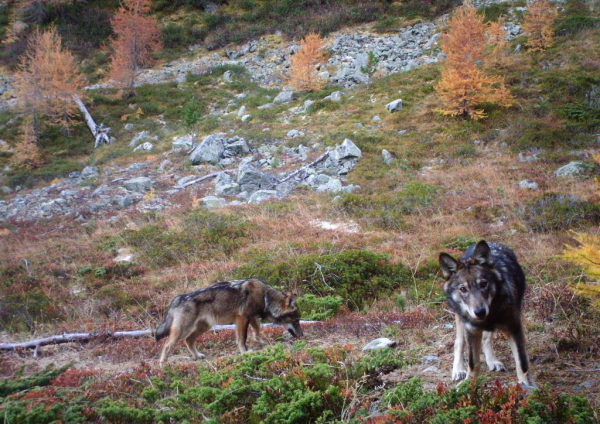 David Gerke hat durch seine Tätigkeit als Schäfer auch Erfahrung mit Hütehunden – diese schrecken Wölfe im Regelfall ab.Gruppe Wolf Schweiz