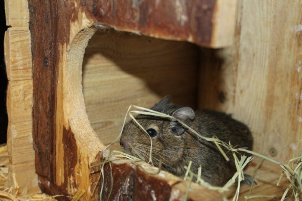 Degu Dolce sucht ein Plätzchen bei männlichen Artgenossen. Tierschutzheim (3)