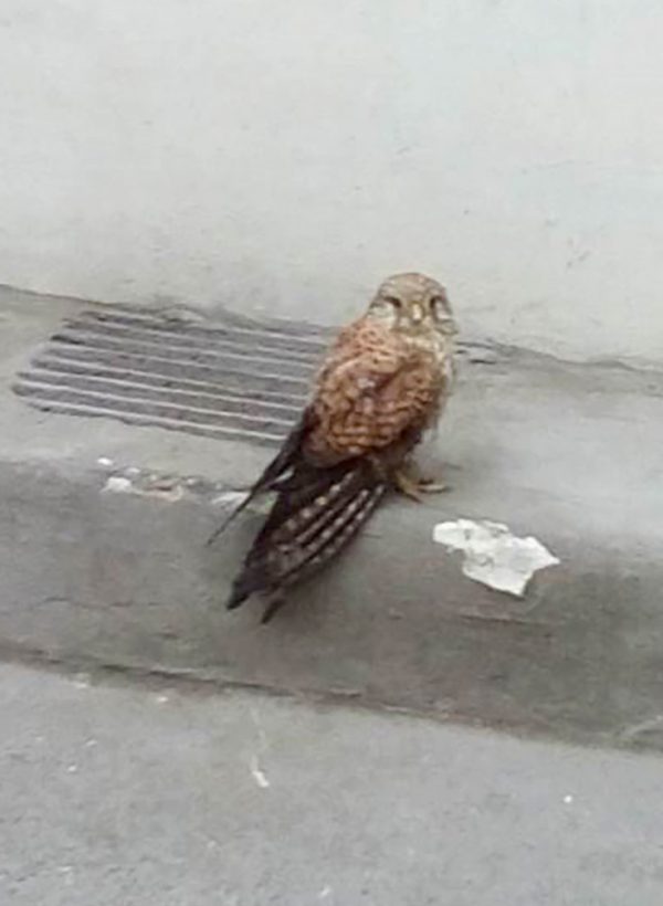 Der Turmfalke stürzte immer wieder zu Boden. APA/LPD WIEN