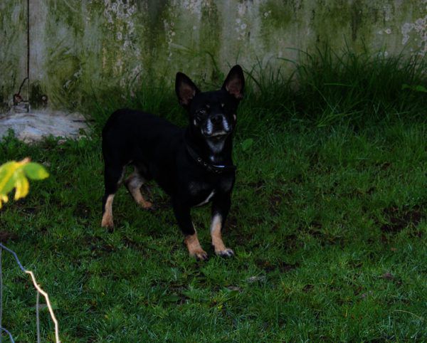 Edi wurde in Hohenems gefunden. Wer kennt oder vermisst ihn? Tierschutzheim (3)