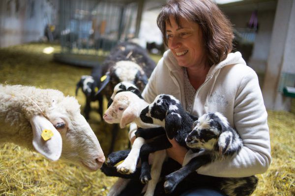 Mit Hörnern oder ohne, bunt gesprenkelt oder einfärbig: das Steinschaf hat viele Varianten.