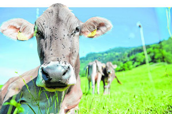 Als positiv bewerten die meisten heimischen Landwirte ihre Zukunftsaussichten.© Beate Rohmberg