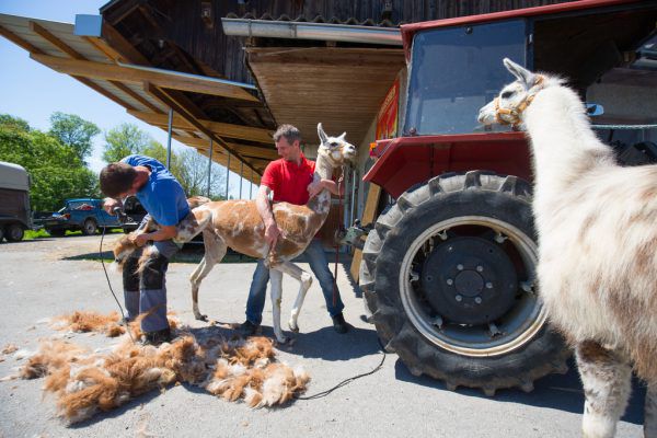 Die Lamas wurden auf dem Hof der Familie in Hard geschoren. Klaus HARTINGER(8)