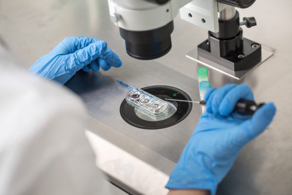 Er habe vor dem Einsetzen des Embryos die Petrischalen verwechselt, soll Zech damals vor Zeugen erklärt haben.Shutterstock/Symbolbild