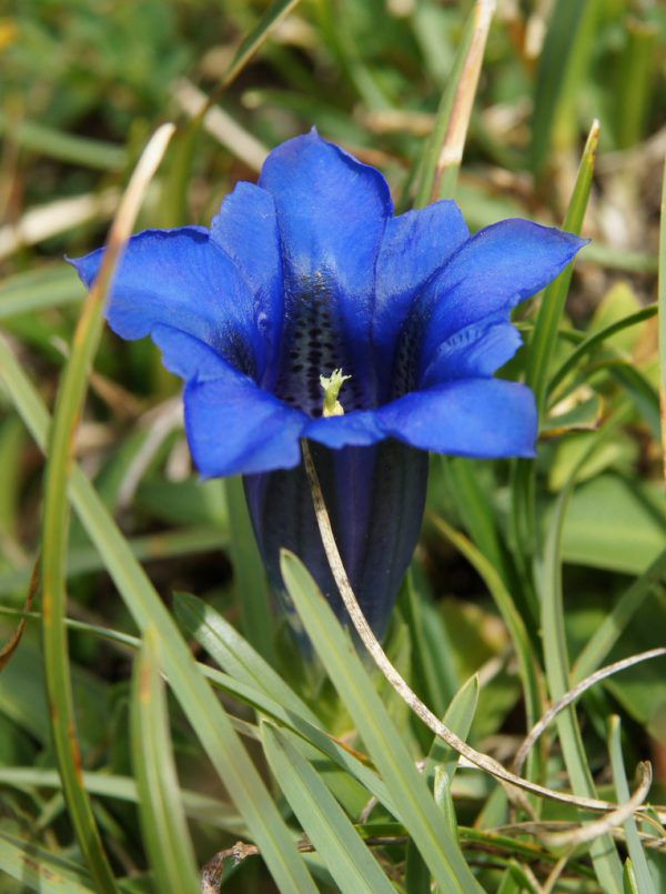 So blau blüht der Enzian. Hertha Glück