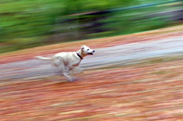 Hunde brauchen großzügige Auslaufzonen – da sind sich die Halter der Vierbeiner wohl einig. apa