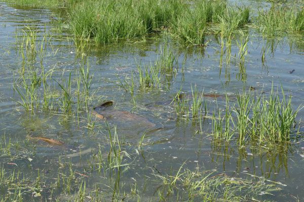 Im Flachwasser am Alten Rhein laichende Karpfen liefern im Frühjahr ein beeindruckendes Naturschauspiel. UMG