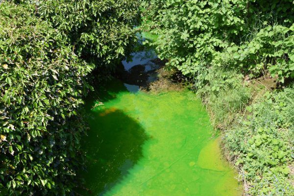 Keine grüne Gefahr für den Dorfbach in Andwil. Kapo St.Gallen
