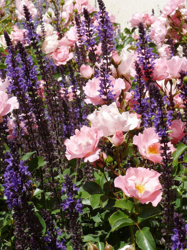 Rosen erfreuen mit ihrer Schönheit wohl jeden Blumenfreund. Rosen Waibel/Harald Rammel