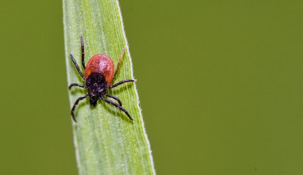 Zecken in Vorarlberg sind am häufigsten mit Borrelien infiziert. Patrick Pleul