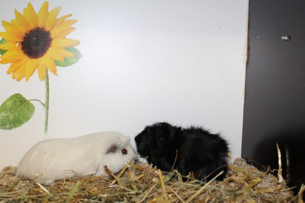 Die Meerschweinchen Jing und Jang suchen ein Heim. Tierschutzheim (3)