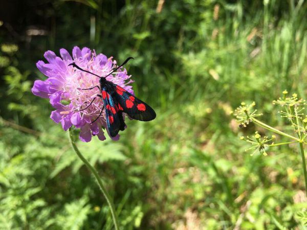 Die Vielfalt der heimischen Natur lernten die Teilnehmer des Naturführerkurses der inatura kennen.  Rinnhofer