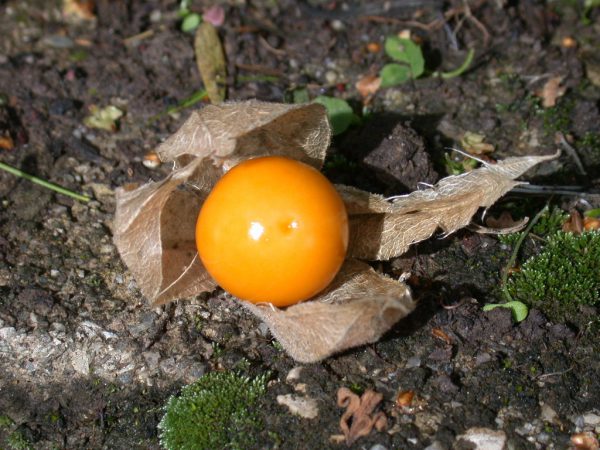 Physalis, die edle Beere, wächst auch hierzulande. Harald Rammel