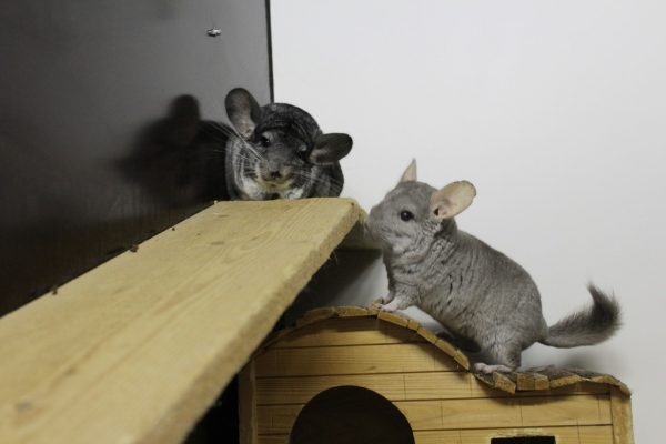 Speedy und Perry möchten zusammen bleiben.