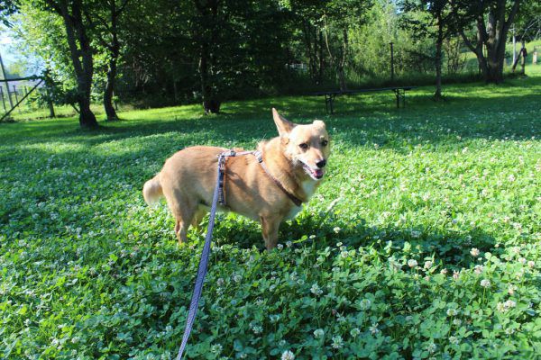 Der aufgeweckte Igor lebte bisher in einem Haus mit Garten. Tierschutzheim (3)