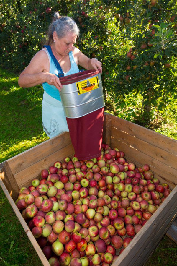 Die Apfel­ernte fällt heuer bis zu 95 Prozent schlechter aus als üblich.