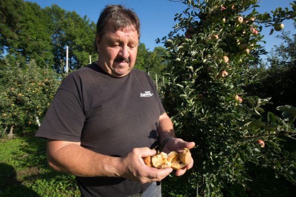 Jens Blum (rechtes Bild) investiert nun in eine Frostberegnungsanlage. Hartinger (7)