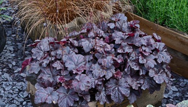 Ob im Garten platziert oder in Töpfen angepflanzt: Robuste Stauden und Gehölze verschönern den Herbst. Harald Rammel