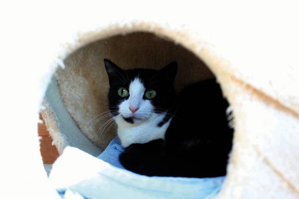 Beim Flohmarkt lässt sich für Hunde, Katzen und Co. etwas finden. Tierschutzheim (3)