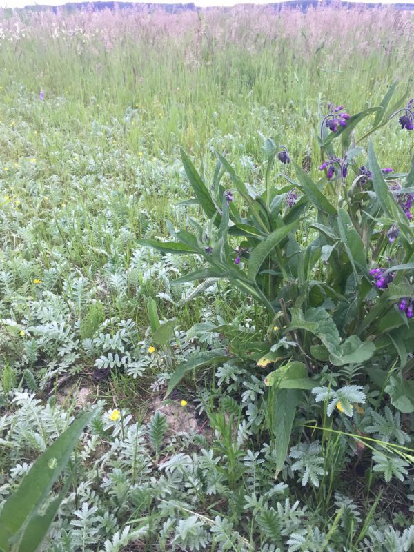 Beinwellblüte und Gänsefingerkraut. Noch ist Wurzelernte.