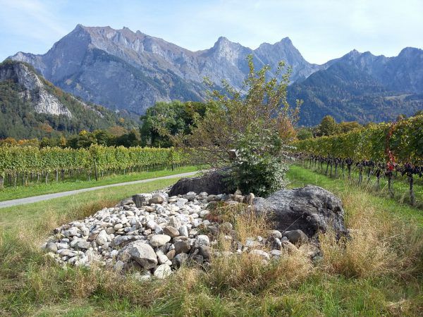 Eine Wanderung durch die Weinberge im Schweizer Rheintal.  Hertha Glück