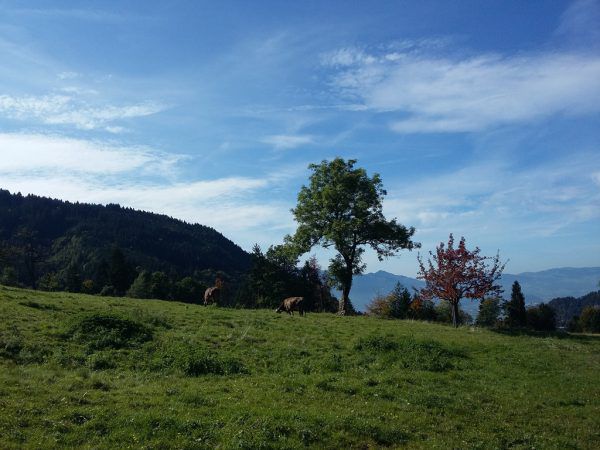 Idyllisch: Die Wies-Alpe Übersaxen. Hertha Glück (2)