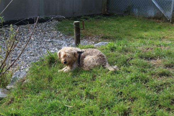 Der junge Spike kennt noch nicht viel (o).Johnny sucht ein ruhiges Zuhause (l). Tierschutzheim (3)
