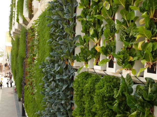 Vertical farming: Aeroponik (r.) ist die modernste Methode. Benjamin hehle/Harald Rammel