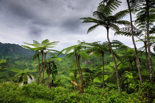 Auf Viti Levu, der größten Insel Fidschis, wird das Wasser abgefüllt. Shutterstock/Reuters/AP