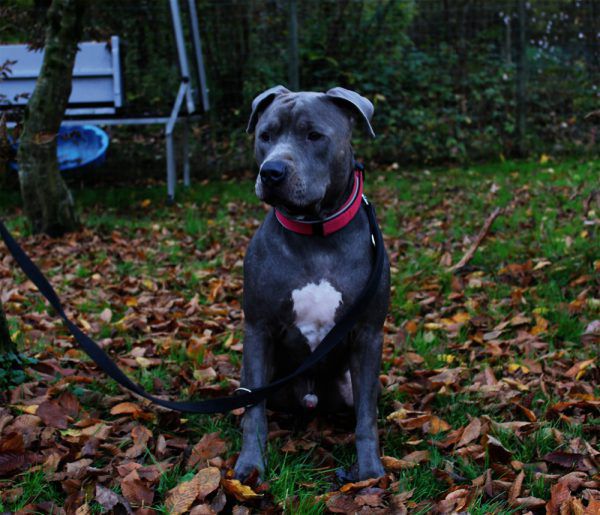 Hades liebt Streicheleinheiten (o.).Einen langen Spaziergang mag Stella sehr (l.).  Tierschutzheim (3)