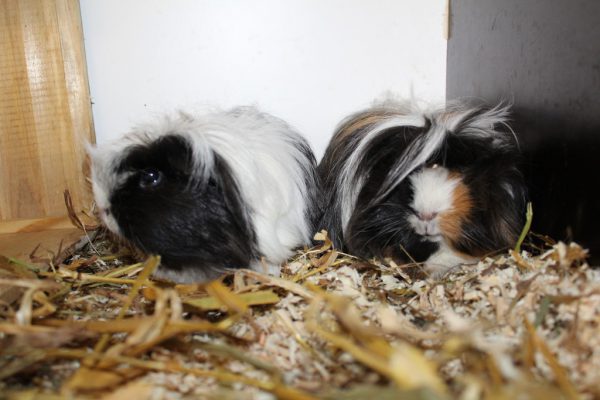 Carlos und Fridolin (l.) suchen ein Heim. Bodan wünscht sich neue Besitzer mit Hunde­erfahrung.  Tierschutheim (3)