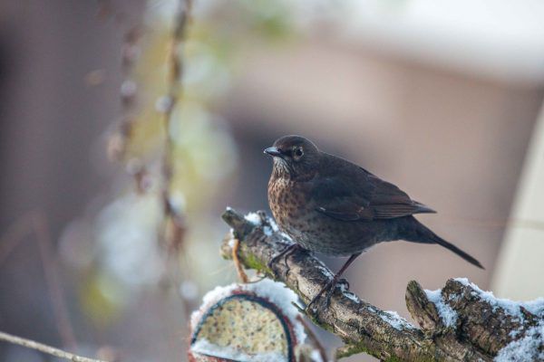 Die Amsel (Foto) war bei der bisher letzten Zählung der am zweithäufigsten gesichtete Vogel im Ländle. Öfter wurde nur der Spatz gesehen.Birdlife, Hannah Assil, Lisa Lugerbauer