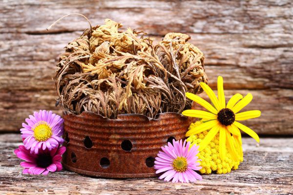 Rose von Jericho. Shutterstock (2)