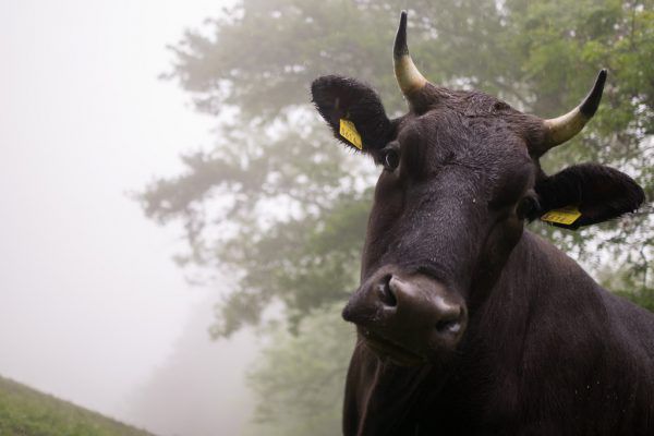 Tierkrankheiten sollen durch Vorsorge möglichst vermieden werden, bevor es zu Verlusten kommt. Klaus Hartinger