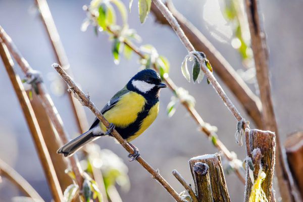Österreichweit im Höhenflug, im Ländle auf Platz zwei: die Kohlmeise.