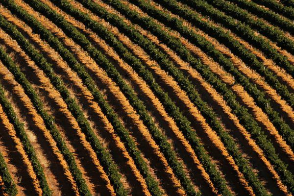 Die Pflanzen auf den Weinhängen leiden unter der Hitze.Reuters/Mike Hutchings (3)