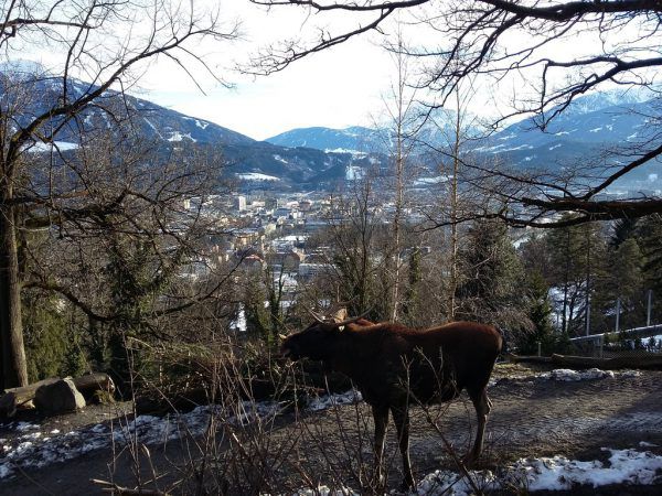 Elche waren vor Urzeiten auch im Alpenraum heimisch. Hertha Glück (2)