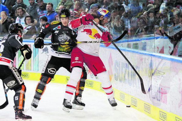 Die Bulldogs wollen die Bullen in Zweikämpfe verwickeln. GEPA/Lerch (6), GEPA (7)